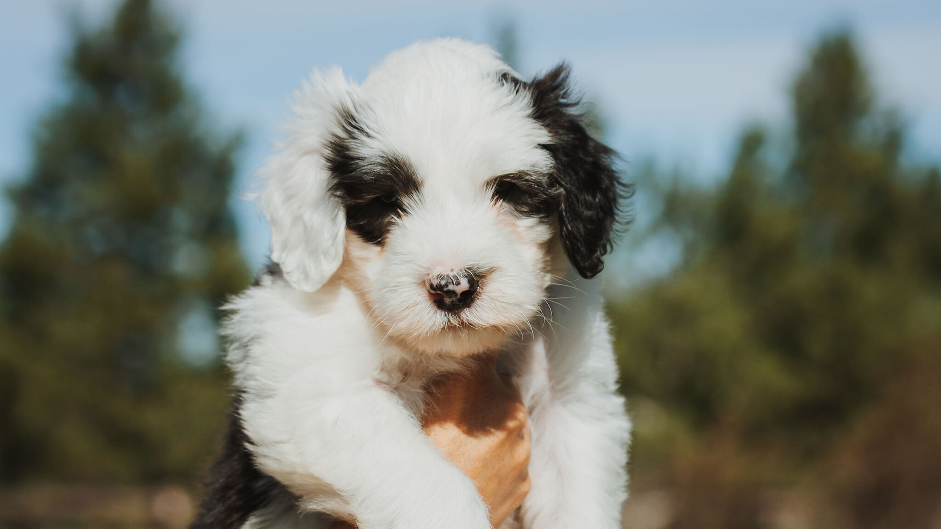 Sheepadoodle PUPPIES!